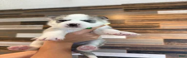 Siberian Husky Puppy 1
