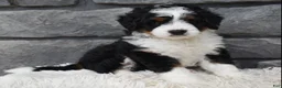Mini Bernedoodle dogs for sale: Carly  - Ad 3