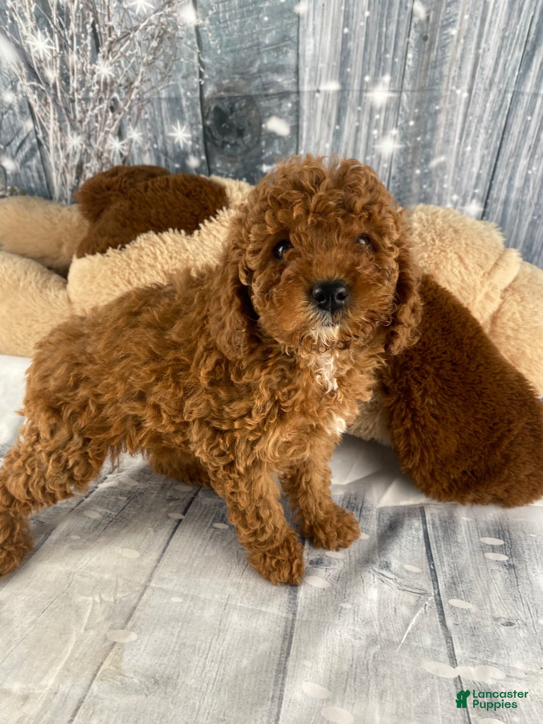 Miniature Poodle dogs for sale: Paisley - Ad 8