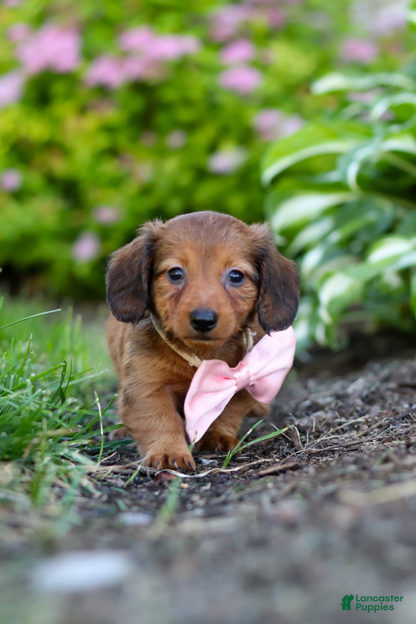 Miniature Dachshund dogs for sale: Allie - Ad 3