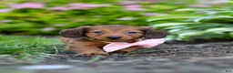 Miniature Dachshund dogs for sale: Allie - Ad 1