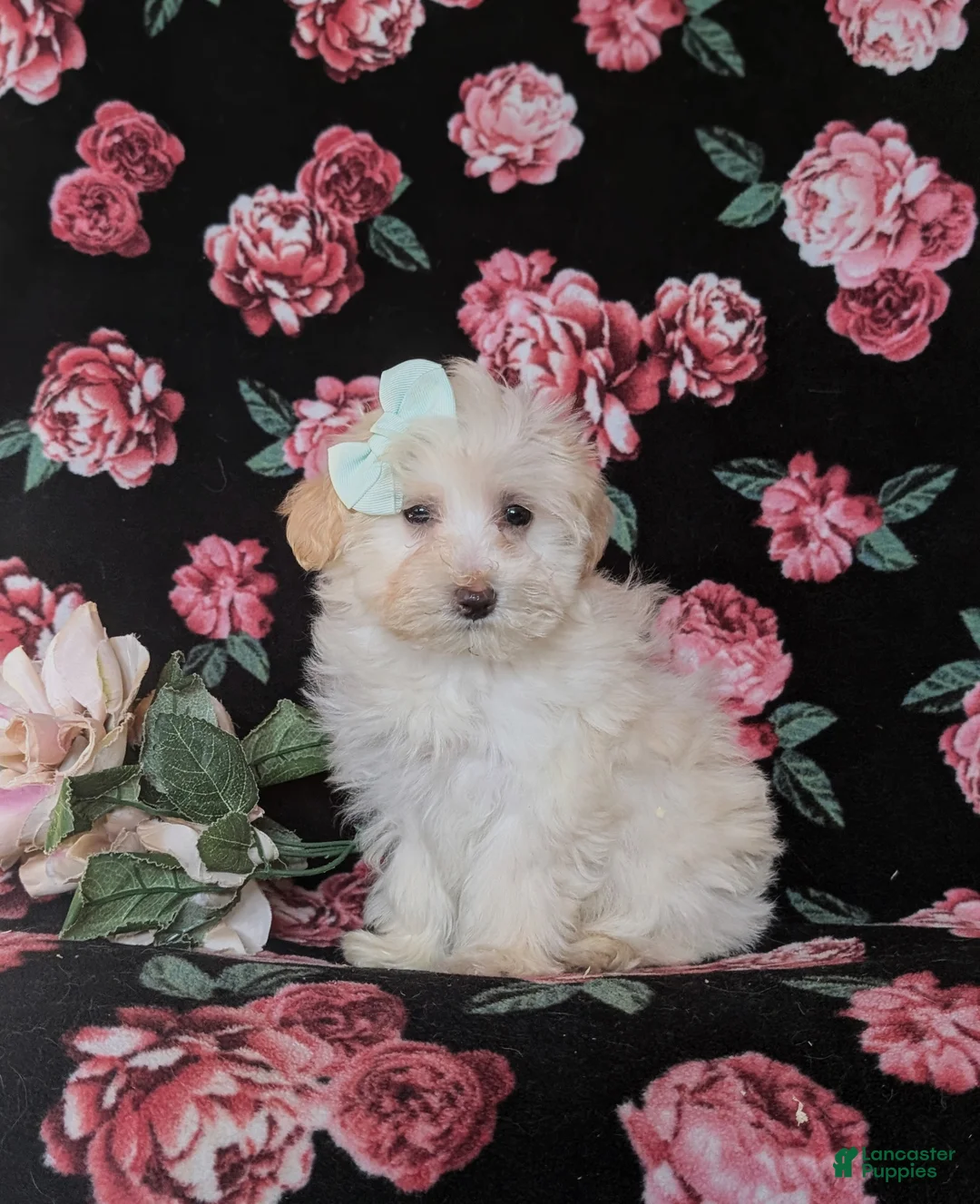 Maltipoo dogs for sale: Desiree - Ad 3