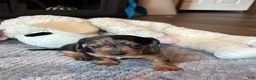Dachshund dogs for sale: Dachshund 1 - Ad 21