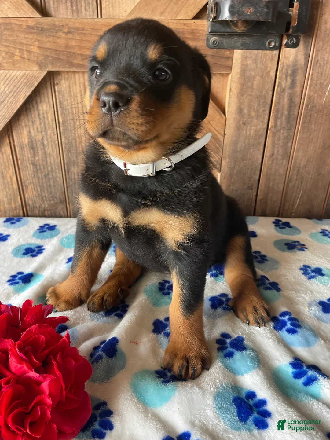 Rottweiler dogs for sale: Stella - Ad 1