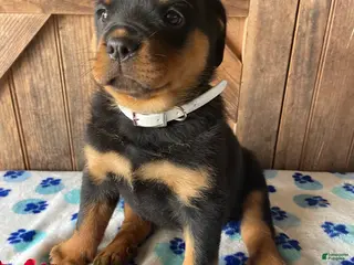 Rottweiler dogs Stella - Ad 40