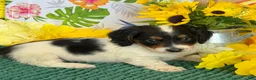 Miniature Dachshund dogs for sale: Oscar - Ad 3