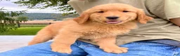 Golden Retriever dogs for sale: Jet - Ad 3