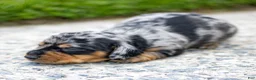Miniature Dachshund dogs for sale: Colt Miniature Dachshund Puppy  - Ad 6
