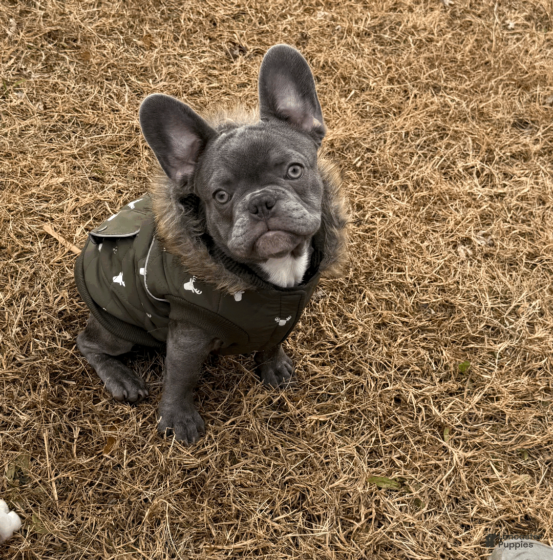 French Bulldog dogs for sale: PUA - Ad 9