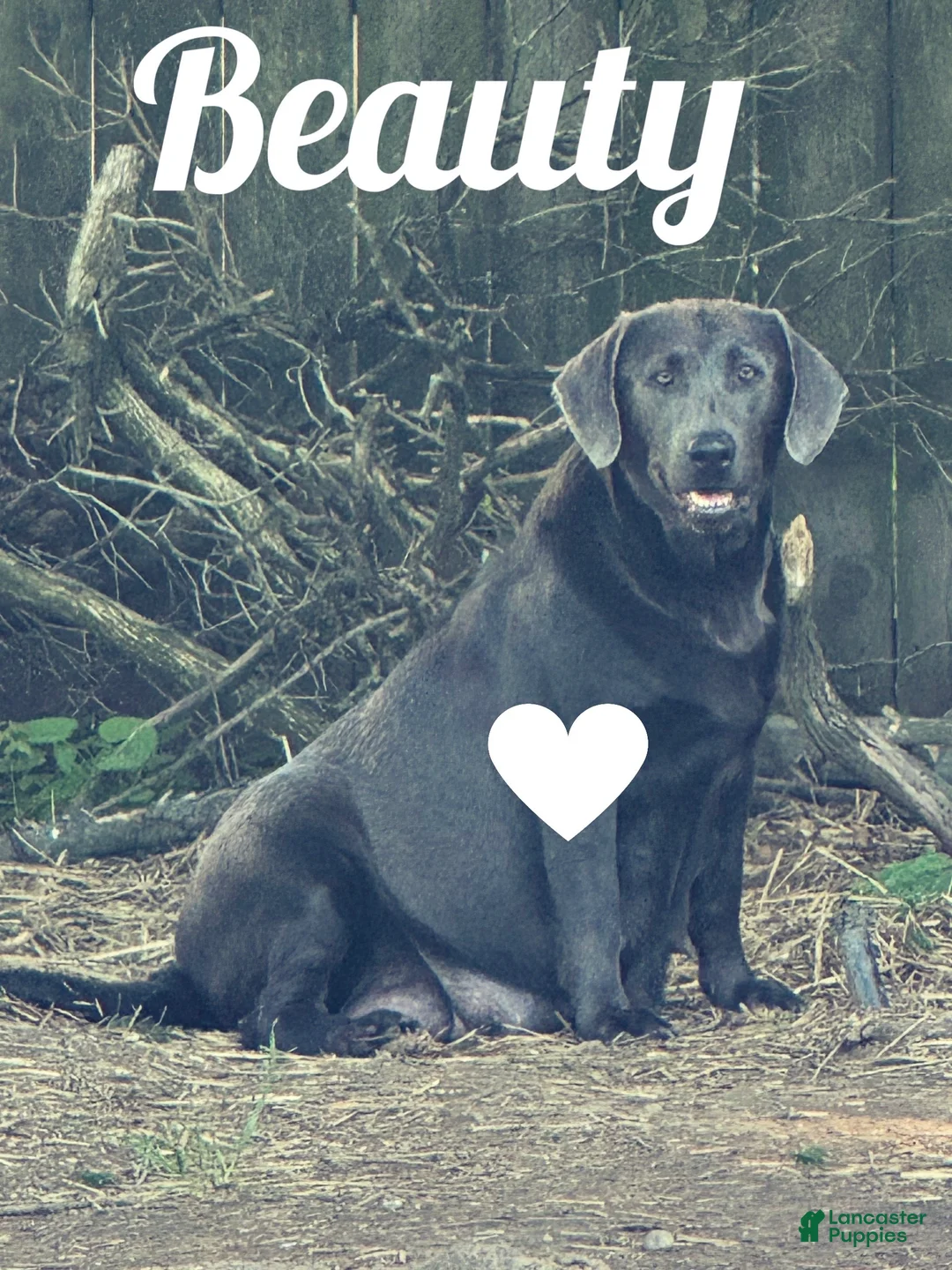 Labrador Retriever dogs for sale: Labrador Retriever 1 - Ad 24
