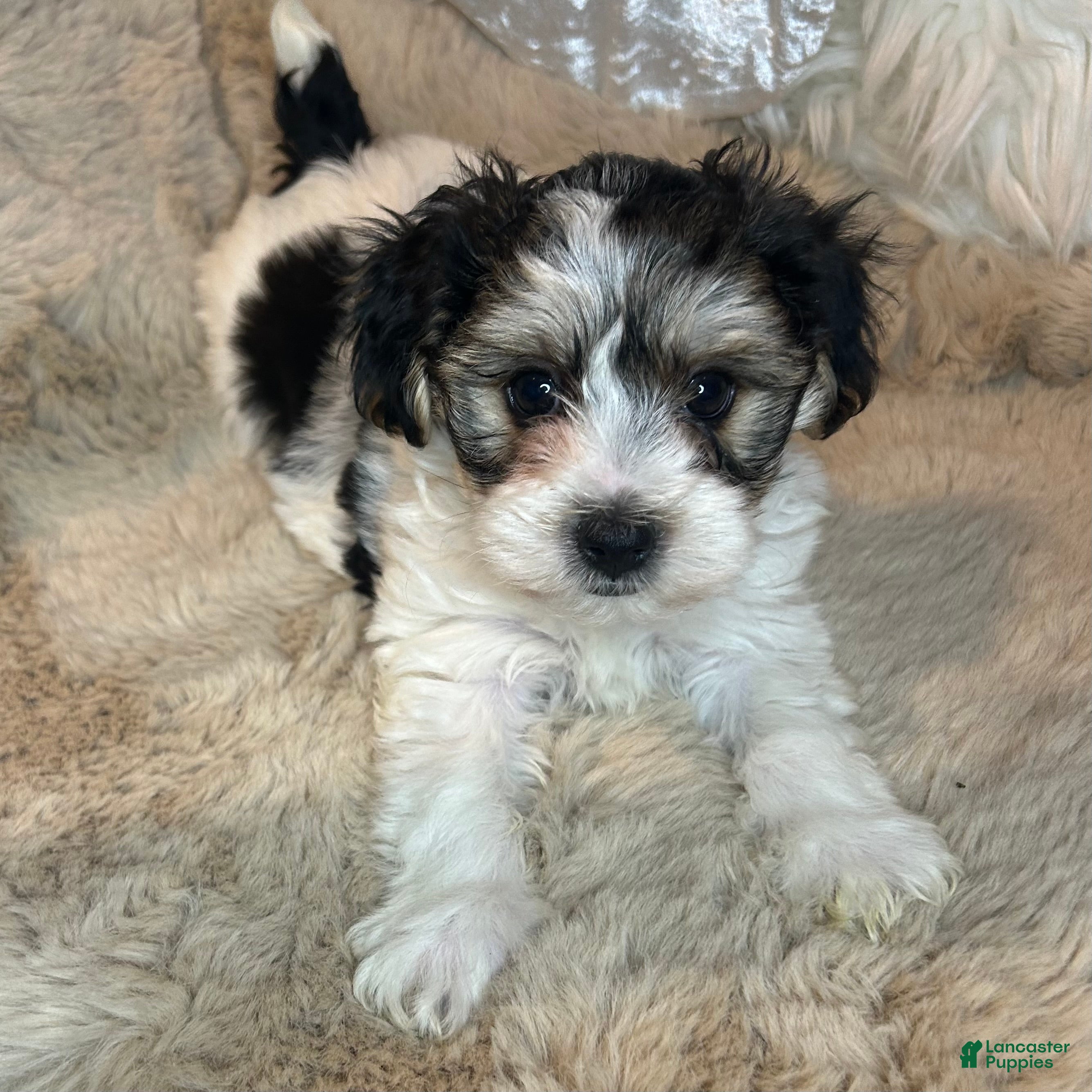 Morkie dogs Georgio  - Ad 23