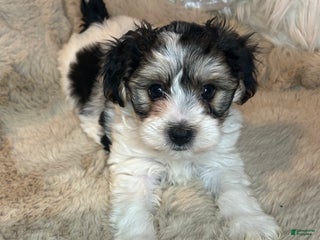 Morkie dogs Georgio - Ad 23