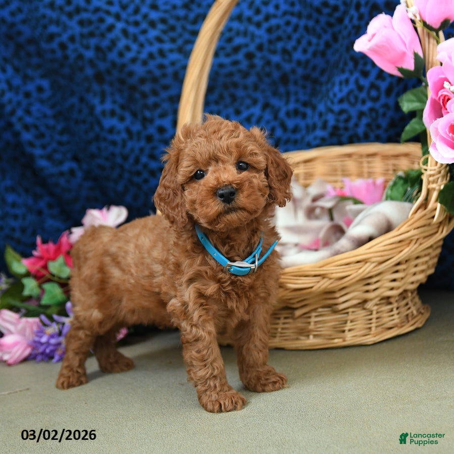 Miniature Poodle dogs Everest - Ad 2