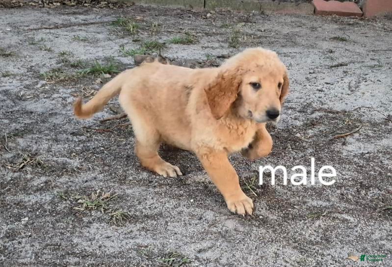 Golden Retriever dogs Boy 5 - Ad 39
