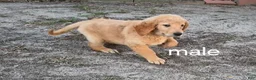 Golden Retriever dogs for sale: Boy 5 - Ad 1