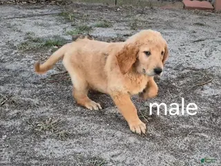 Golden Retriever dogs Boy 5 - Ad 39
