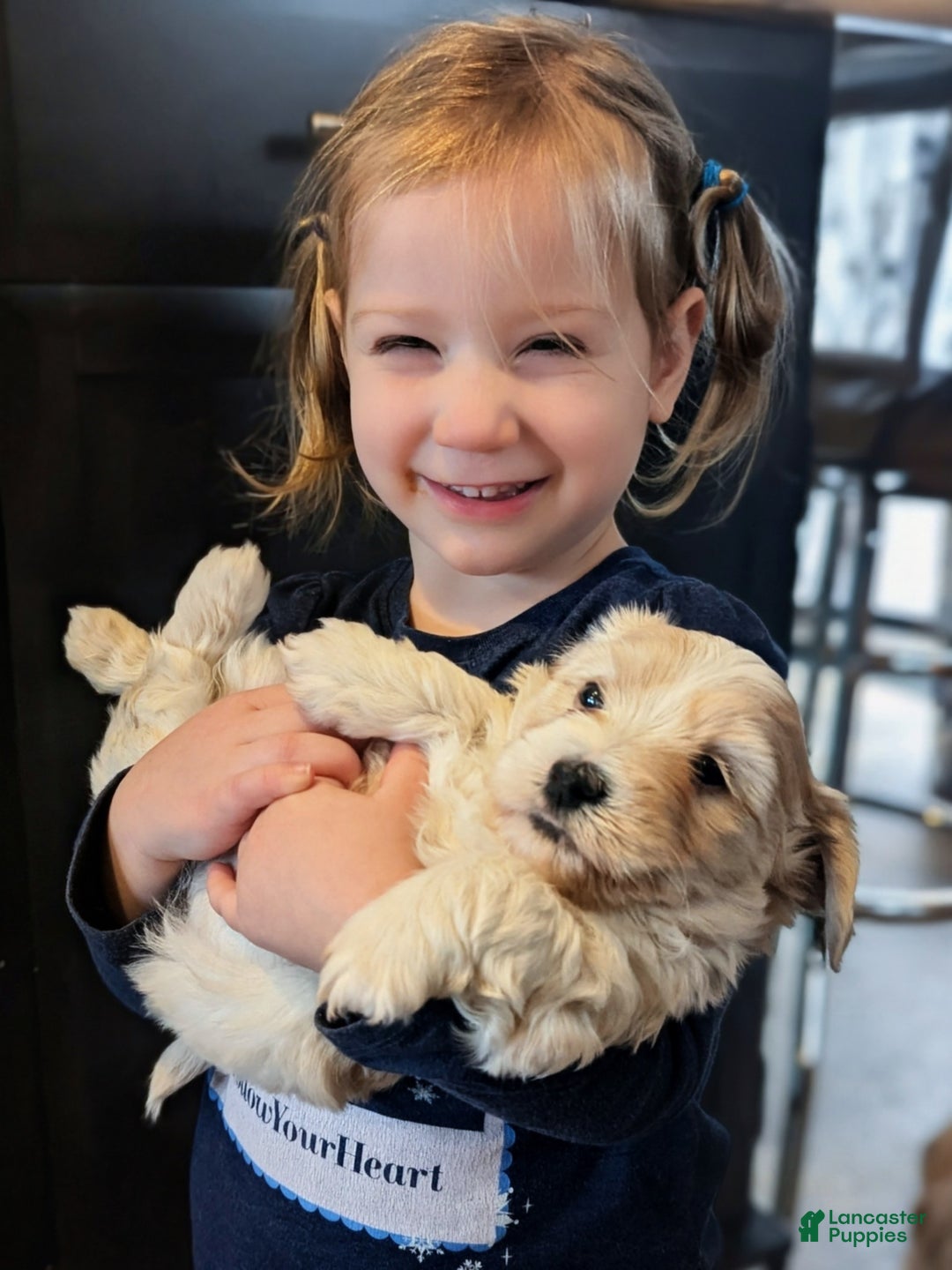 Mixed Breed dogs for sale: Rocket - Ad 17