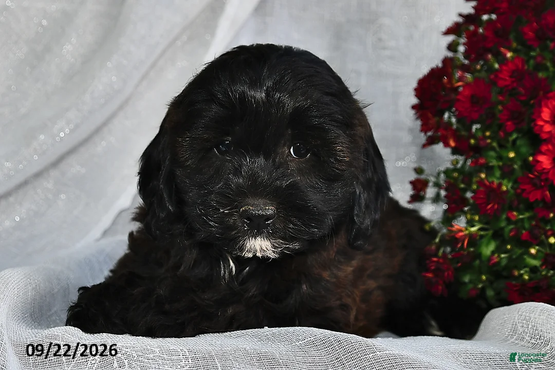 Shihpoo dogs for sale: Marissa  - Ad 1