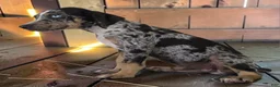 Catahoula Leopard Dog dogs for sale: Tigger 2026 Male 3 - Ad 4