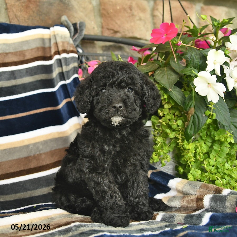 Mini Goldendoodle dogs Enzo  - Ad 2