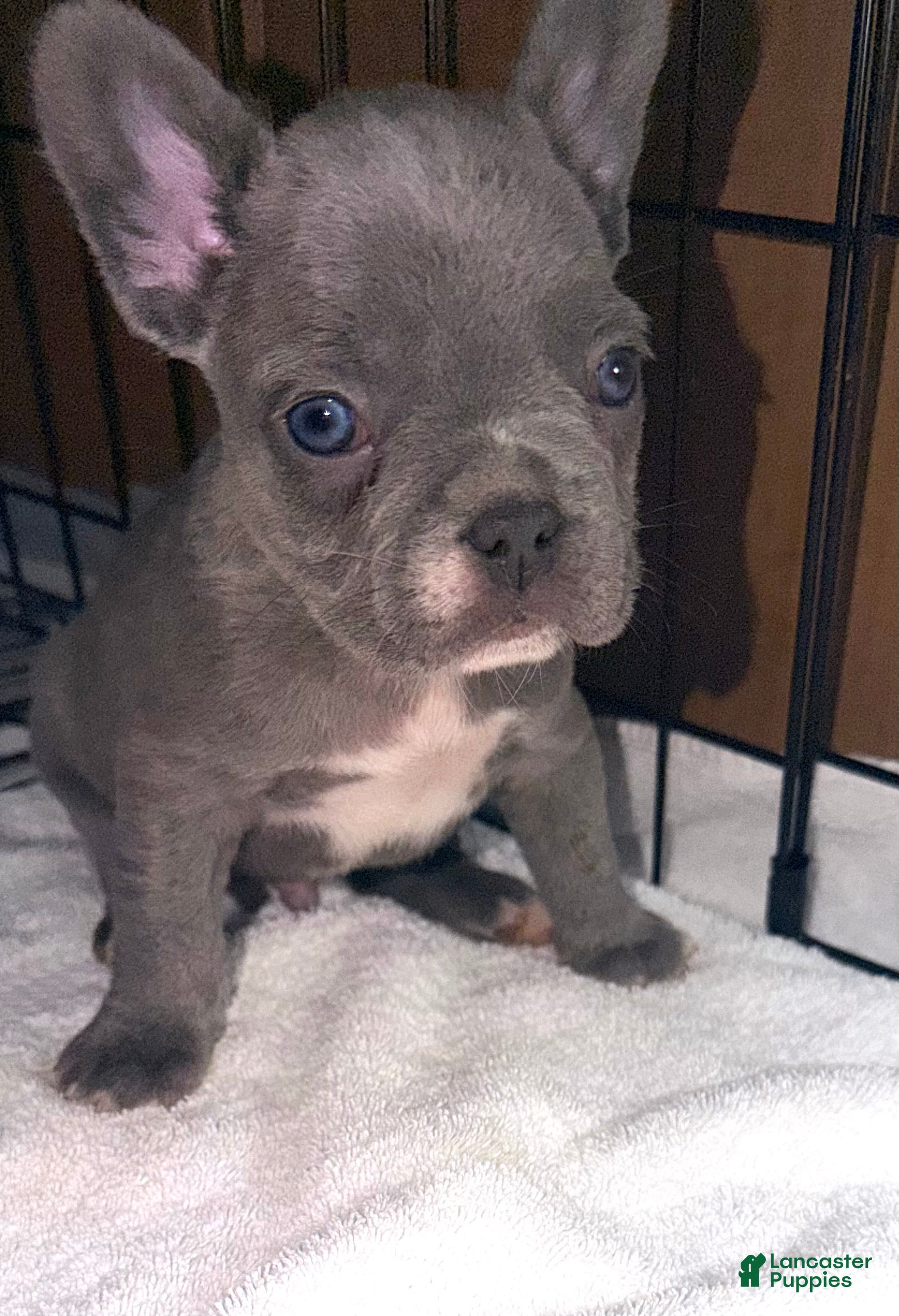 French Bulldog dogs Rocky - Ad 17