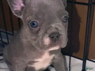 French Bulldog dogs Rocky - Ad 17