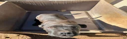Mixed Breed dogs for sale: Mixed Breed Puppy 3 - Ad 2