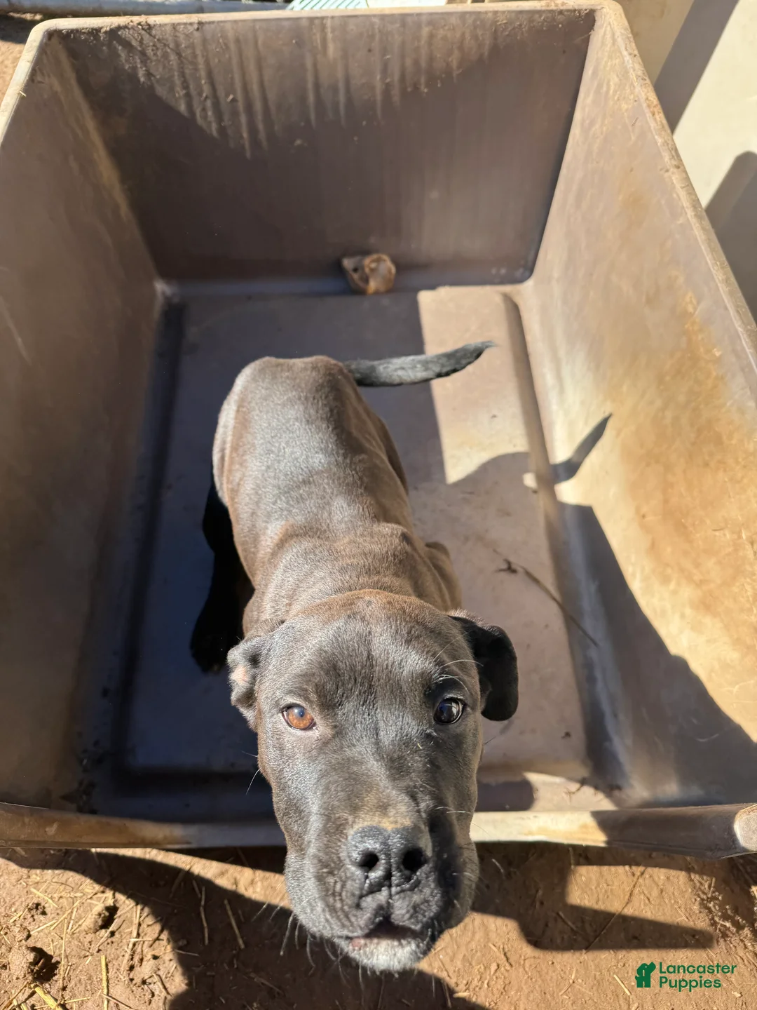 Mixed Breed dogs for sale: Mixed Breed Puppy 3 - Ad 2