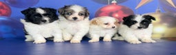 Pomapoo dogs for sale: Cooper - Ad 5