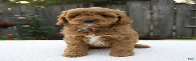 Graham