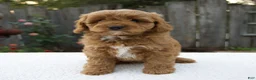 Cavapoo dogs for sale: Graham - Ad 1