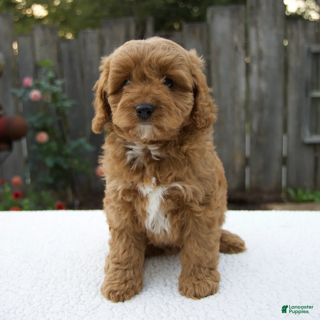 Cavapoo dogs for sale: Graham - Ad 1