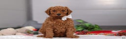 Standard Poodle dogs for sale: Claire - Ad 5