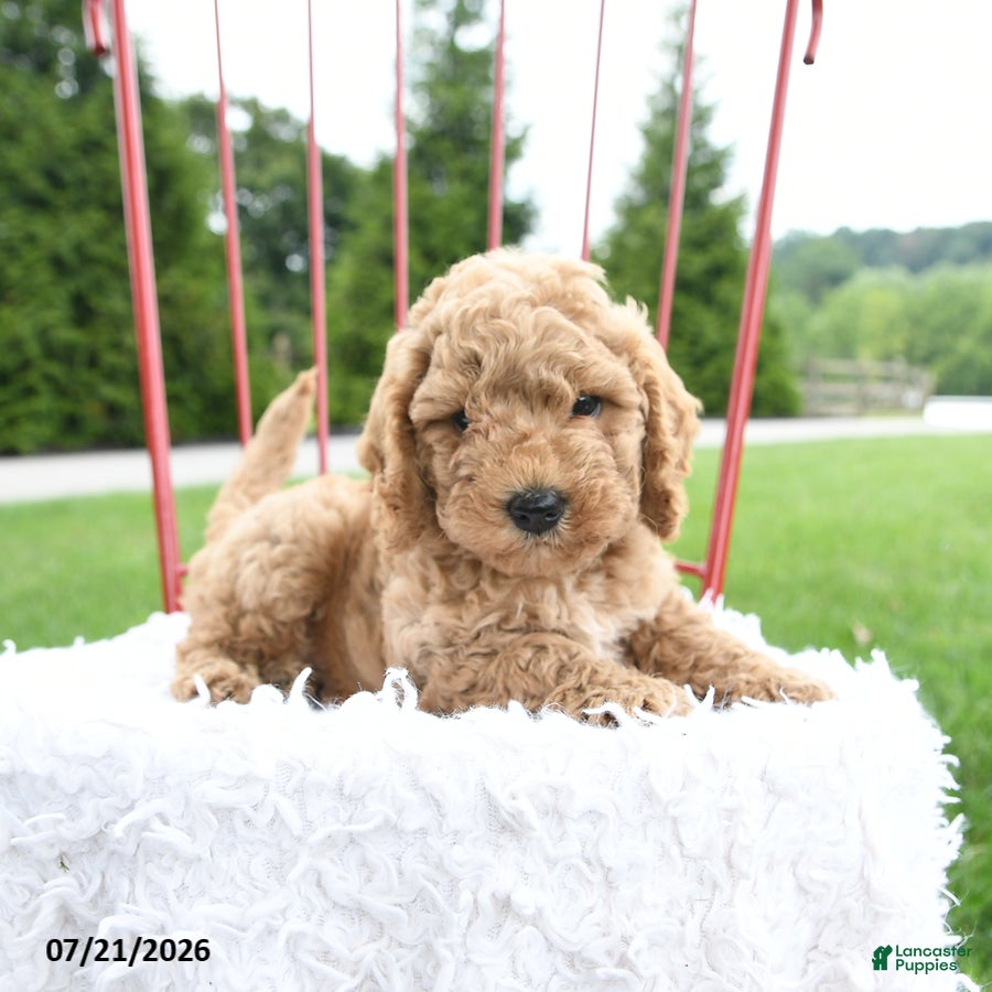 Cockapoo dogs Judah - Ad 1