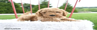 Judah