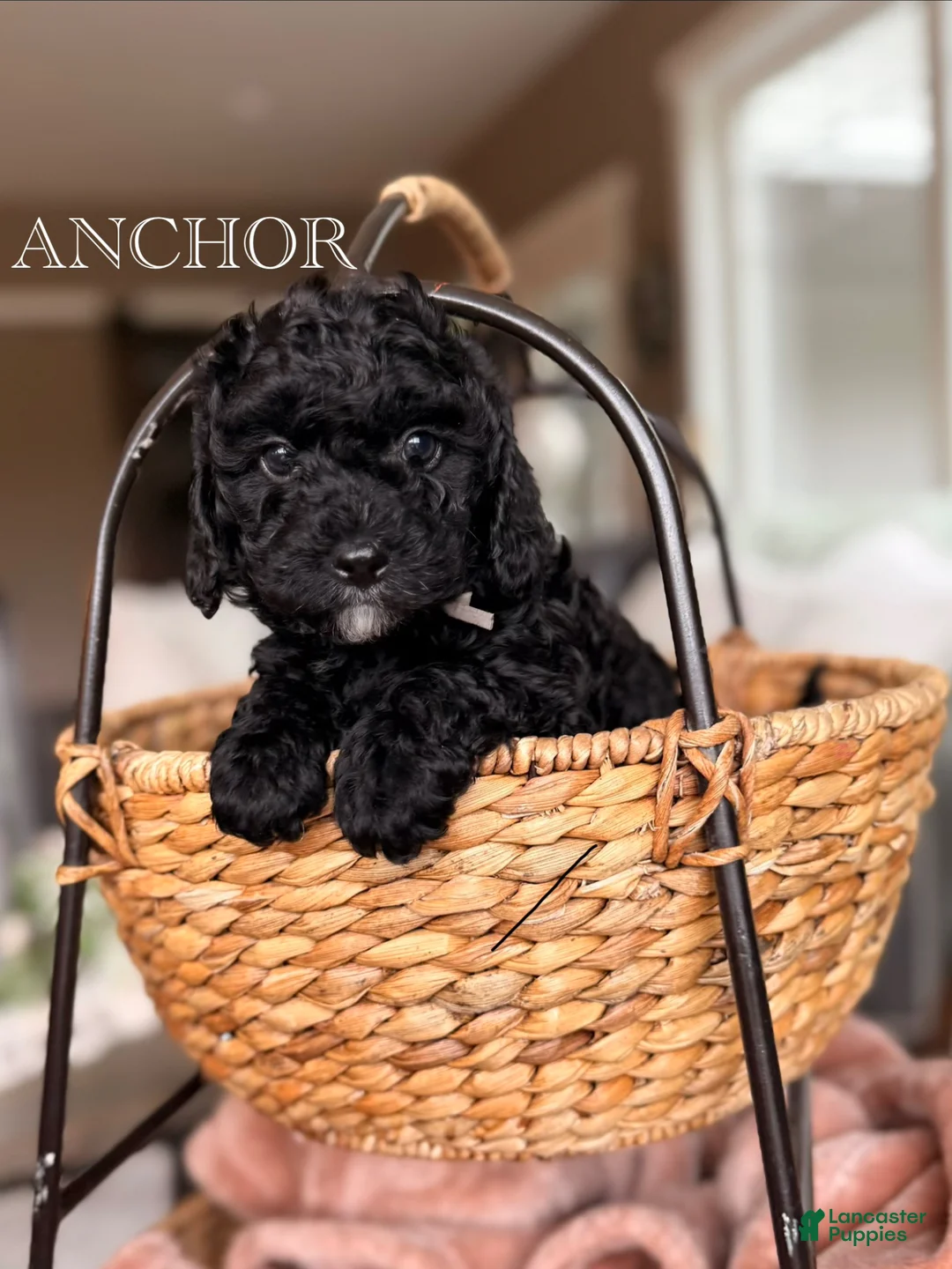 Cavapoo dogs for sale: Anchor - Ad 1