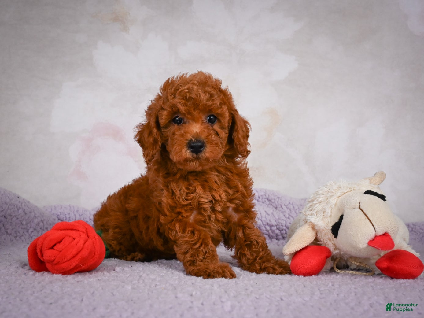 Miniature Poodle dogs Rocco - Ad 1