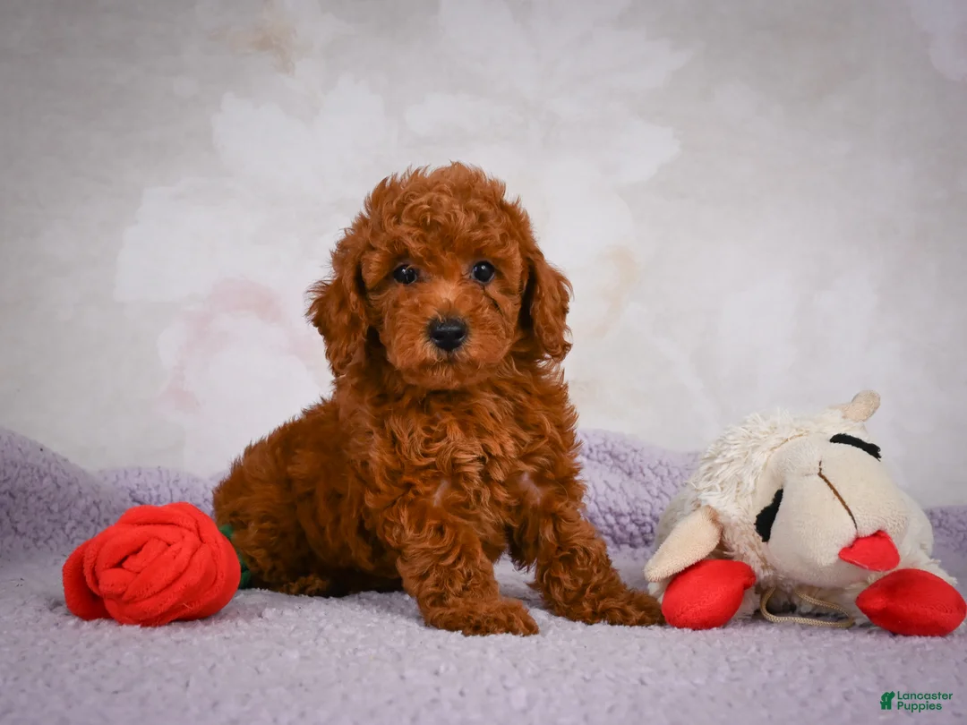 Miniature Poodle dogs for sale: Rocco - Ad 1
