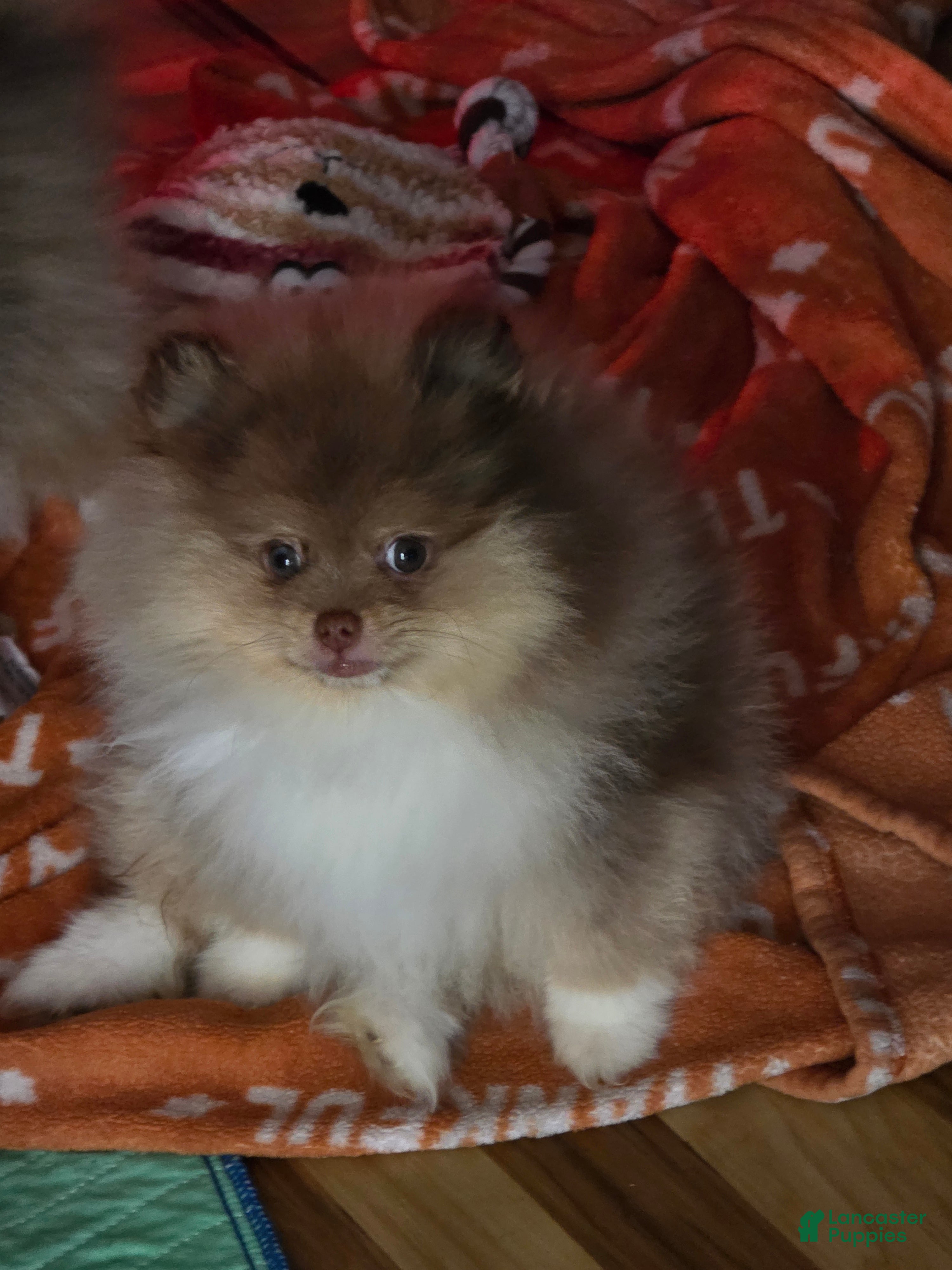 Pomeranian dogs Pomeranian Puppy 1 - Ad 2