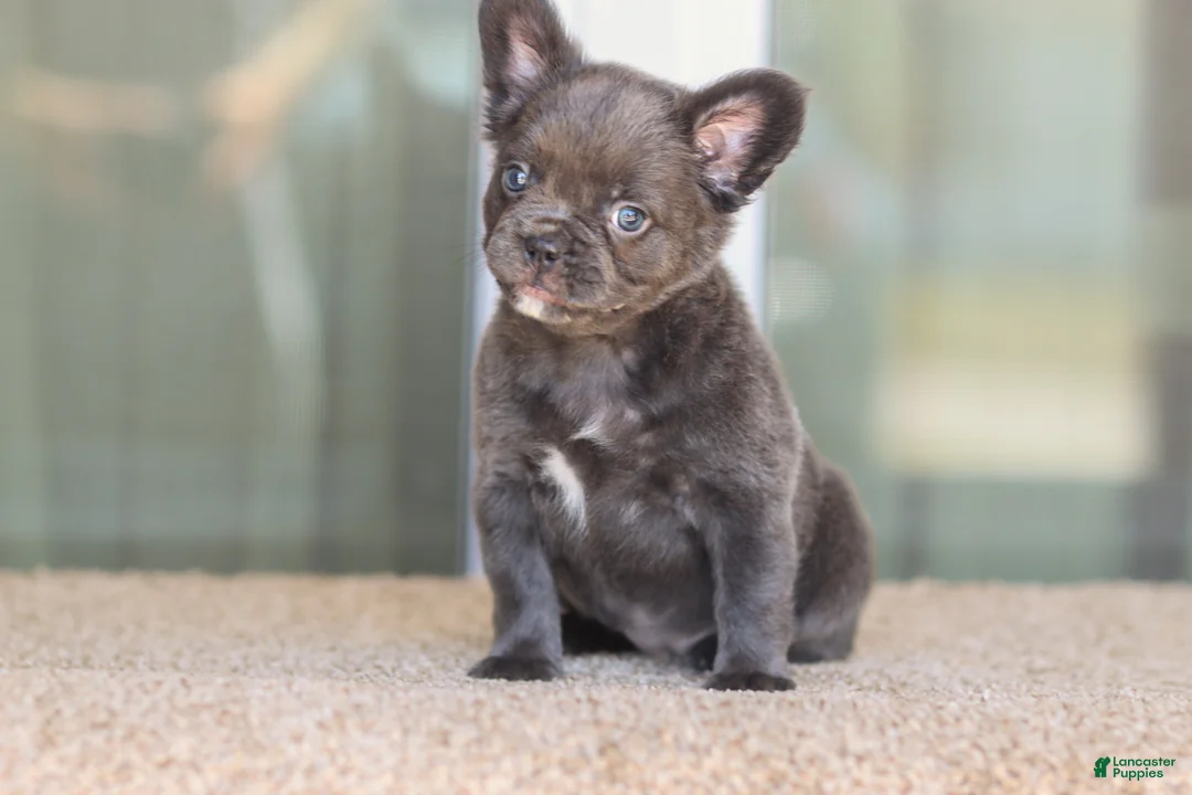 French Bulldog dogs for sale: French Bulldog Girl 2 - Ad 1
