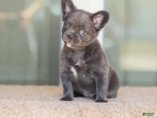 French Bulldog dogs for sale: French Bulldog Girl 2 - Ad 2