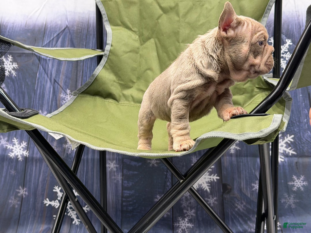 French Bulldog dogs for sale: French Bulldog Puppy 3 - Ad 3