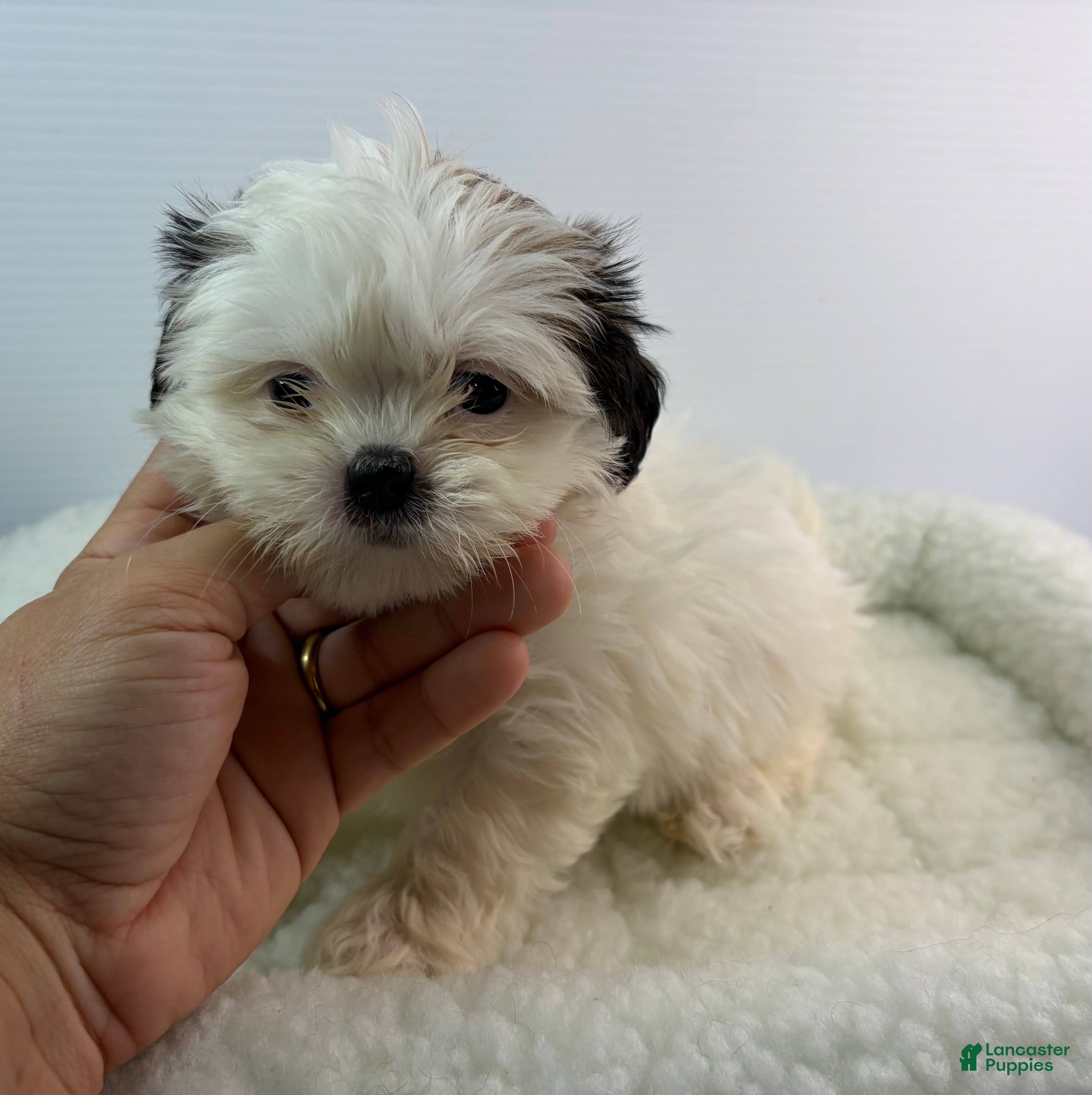 Mixed Breed dogs Zara - Ad 11