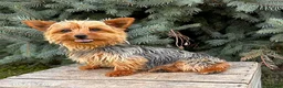 Yorkshire Terrier dogs for sale: Joey - Ad 5