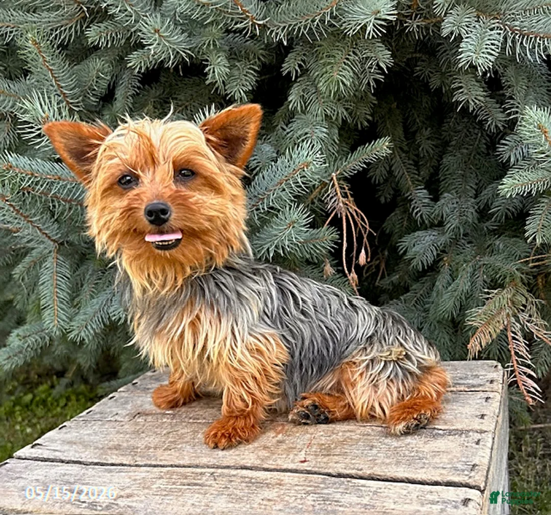Yorkshire Terrier dogs for sale: Joey - Ad 5