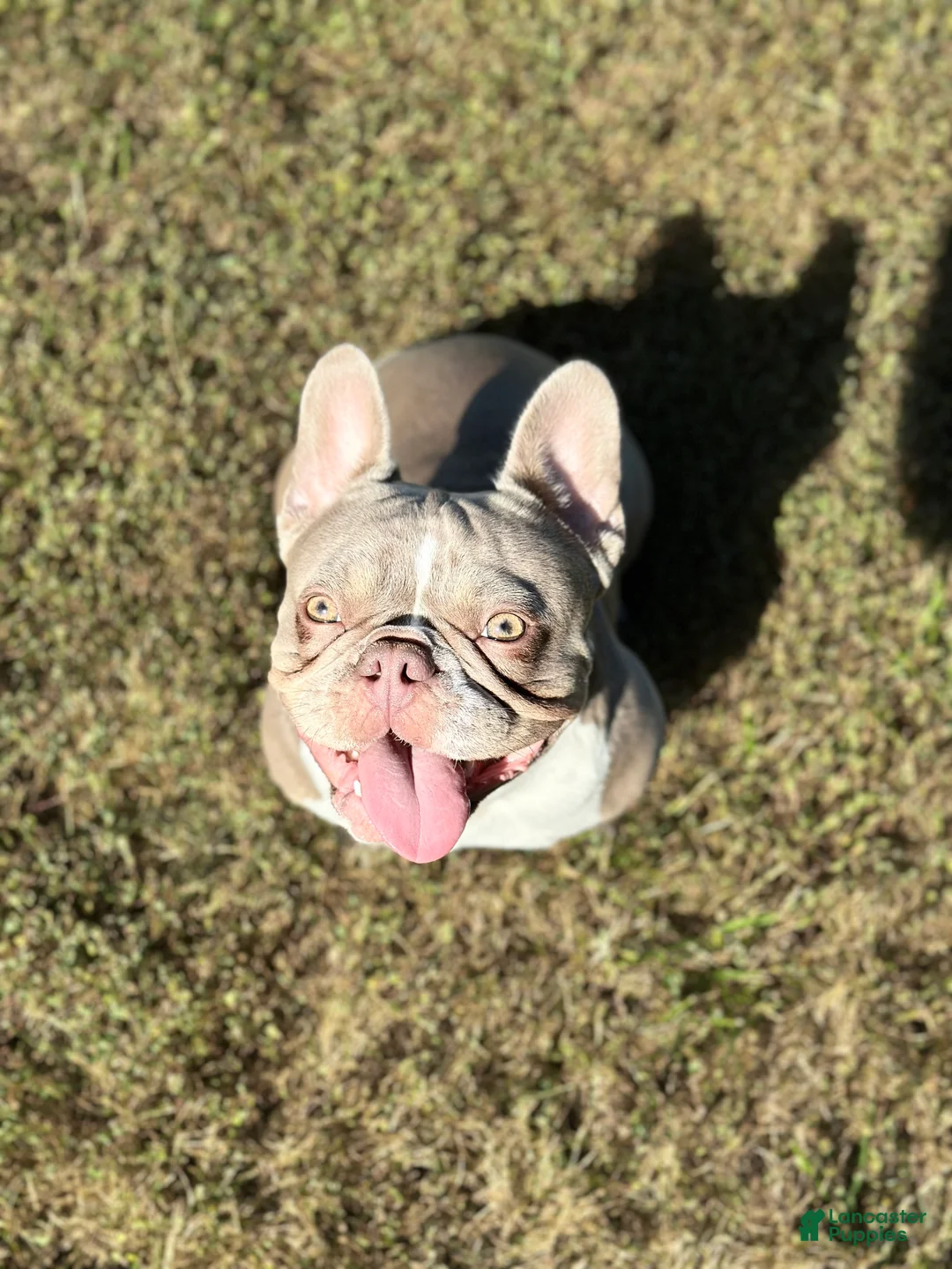 French Bulldog dogs for sale: Potatoe - Ad 3