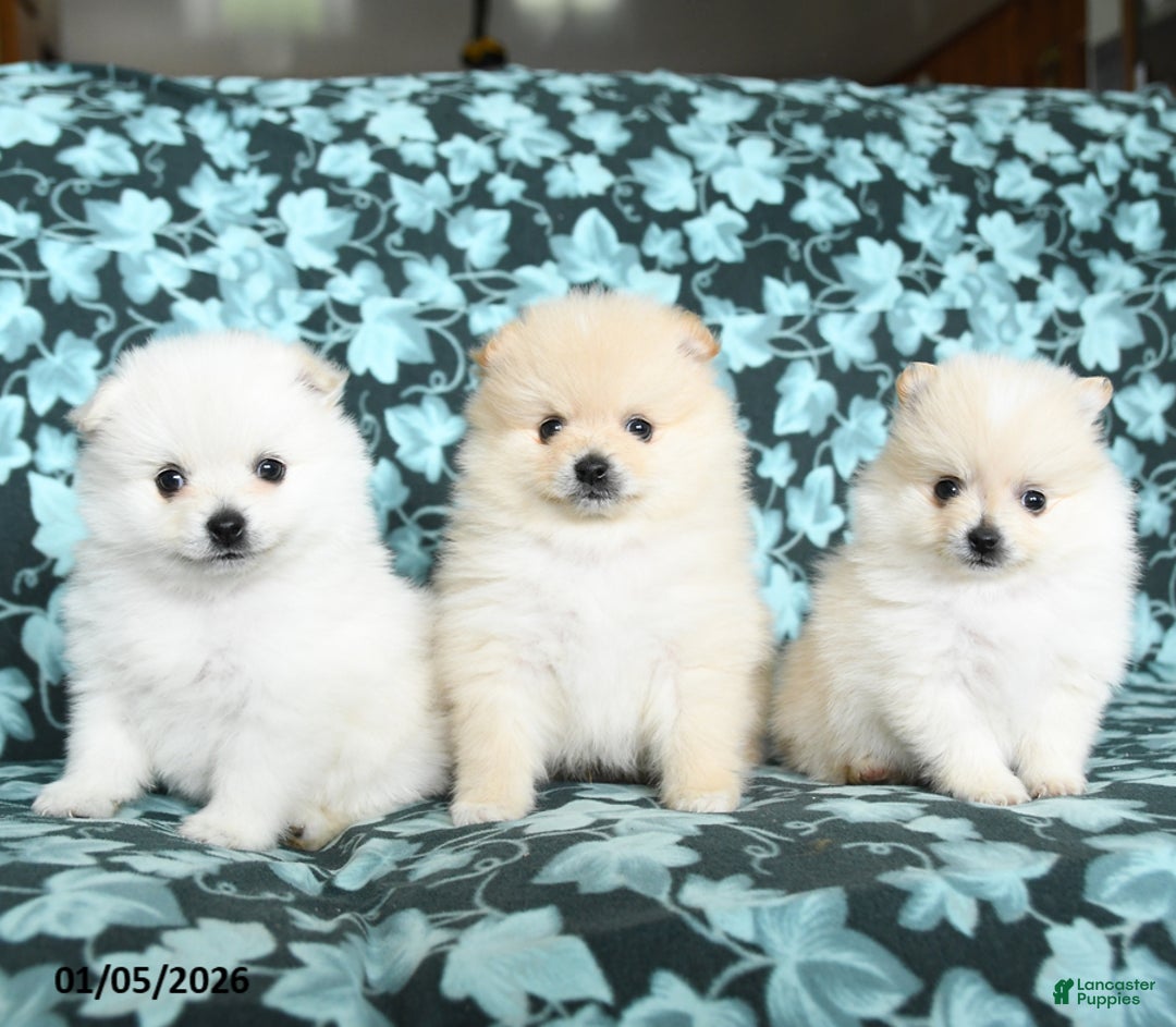 Pomeranian dogs for sale: Twizzlers - Ad 5