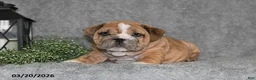 English Bulldog dogs for sale: Zane - Ad 2