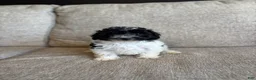 Maltipoo dogs for sale: Domino  - Ad 3