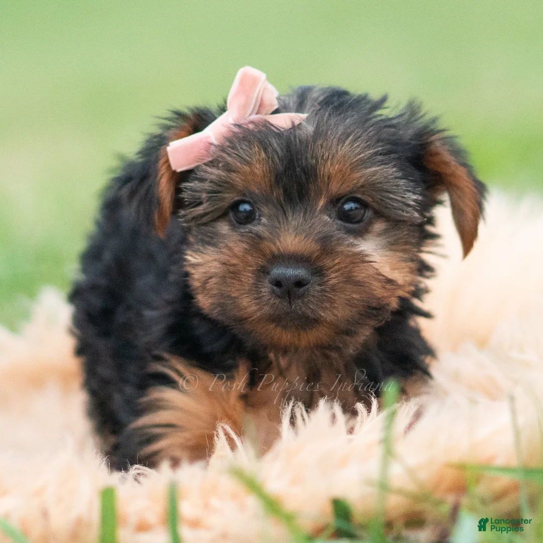 Yorkshire Terrier dogs for sale: Miki - Ad 2